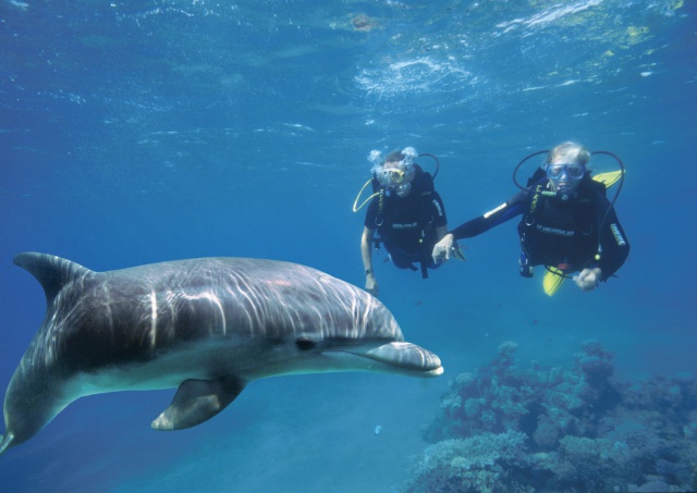 batch_israelphotogallery_15387505641_INTRO DIVE_Dolphin Reef Eilat - Tony Malkevist.jpg