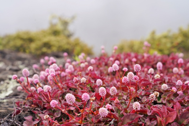 1567129190580075704.jpg batch_2.火山植被行者橙子.jpg