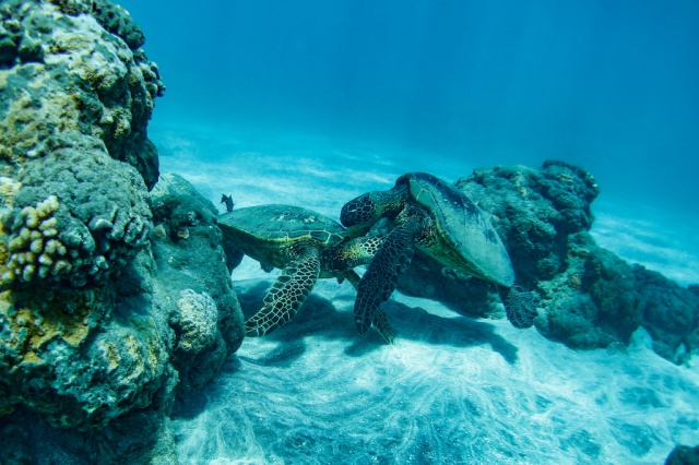 1567129373489035602.jpg batch_7.摩洛奇尼浮潜SailTrilogy.jpg